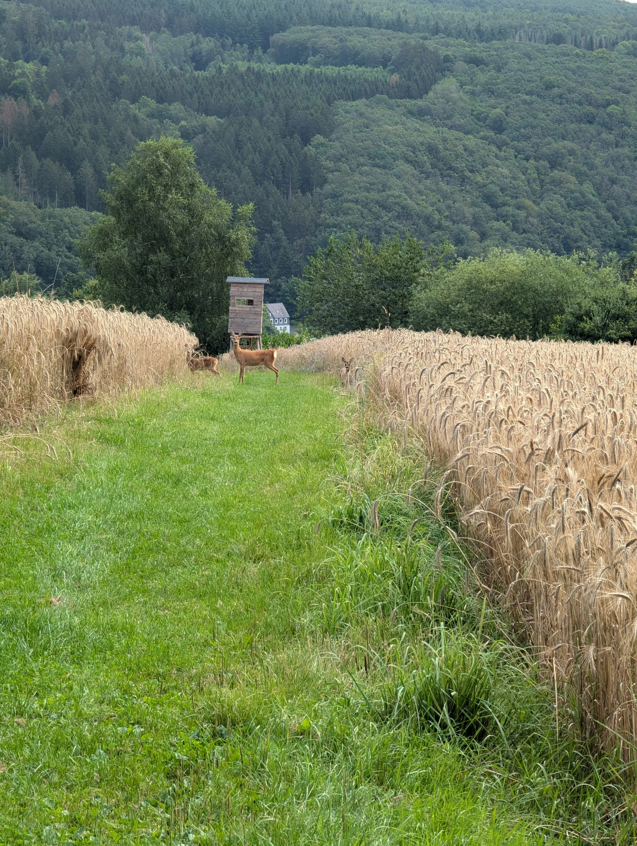 Tiere im Baugebiet Angewann